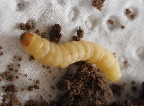 Réf. 232 893 : Ematheudes punctella